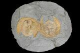 Two Orange Declivolithus Trilobite (Pos/Neg Split) Morocco #92486-3